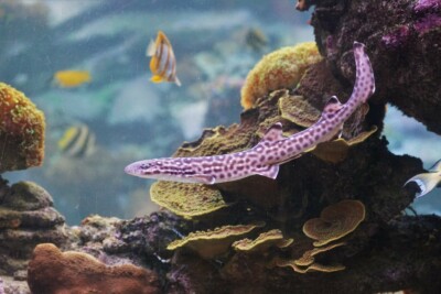 coral catshark Scyliorhinidae