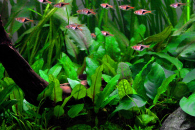 Cryptocoryne wendtii Araceae