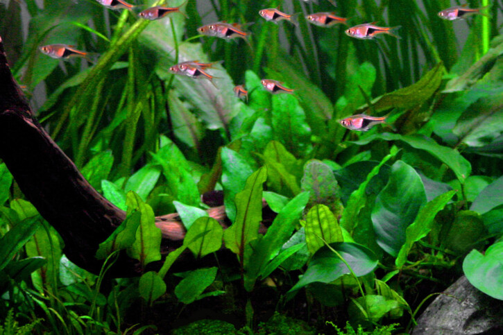 Cryptocoryne wendtii