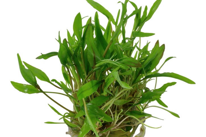 Cryptocoryne wendtii