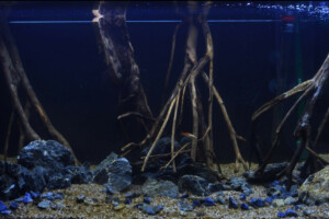 Truffaut - Lac Peten