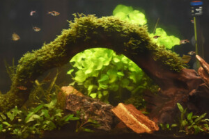 Truffaut - Marais de Sumatra