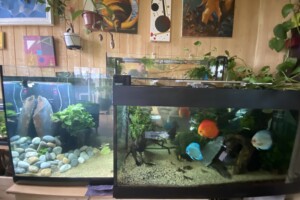 Tendance Amérique du Sud