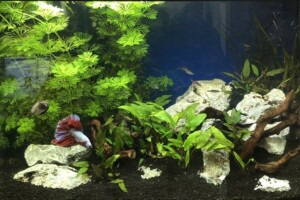 Truffaut - Rizière malaisienne