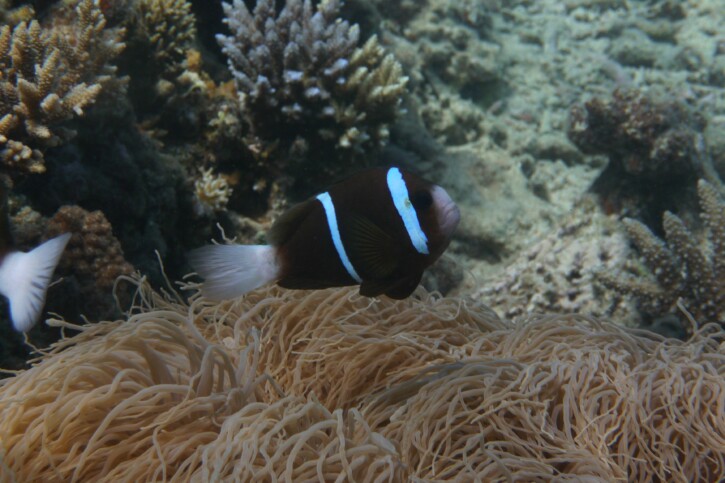 Amphiprion akindynos