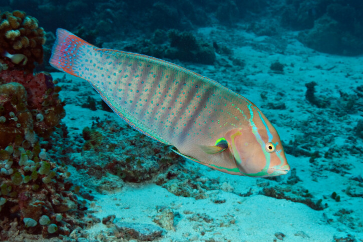 Coris formosa - queen coris