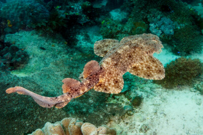 Eucrossorhinus dasypogon Orectolobidae