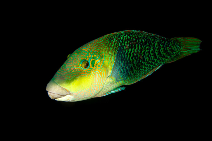 Hemigymnus melapterus