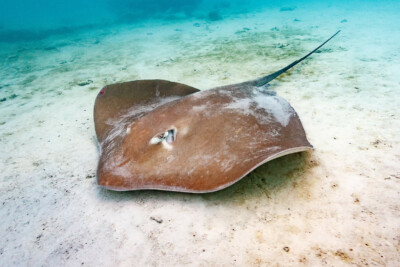 raie grise Dasyatidae