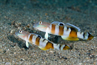 gobie fouisseur de Ward Gobiidae