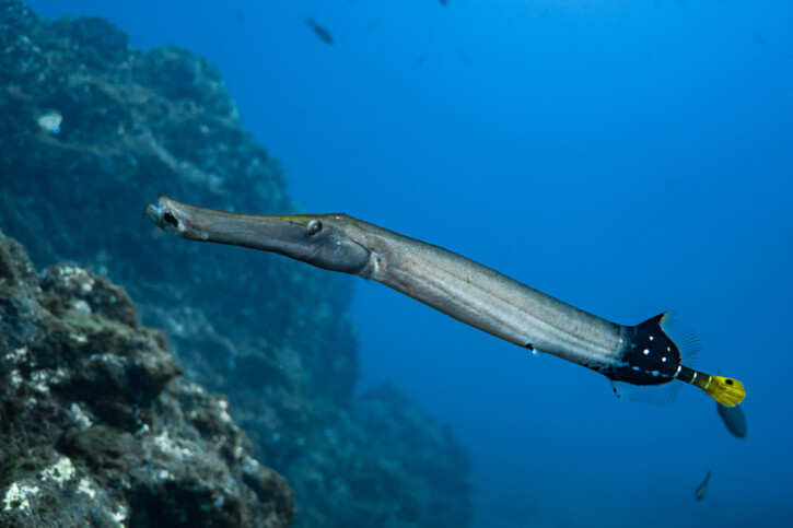 Aulostomus chinensis