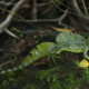 picture of Basiliscus plumifrons