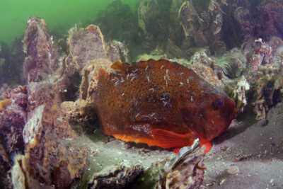 Lumpfish Cyclopteridae