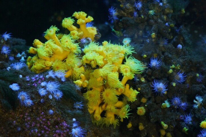 Dendrophyllia cornigera