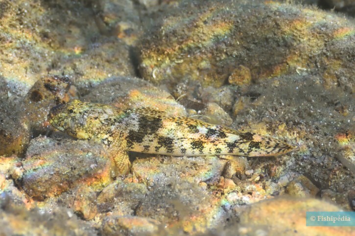 Gobius cobitis