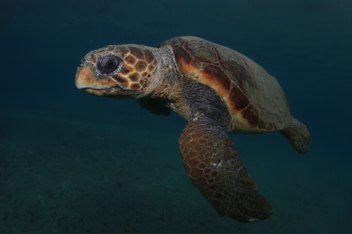 Caretta caretta