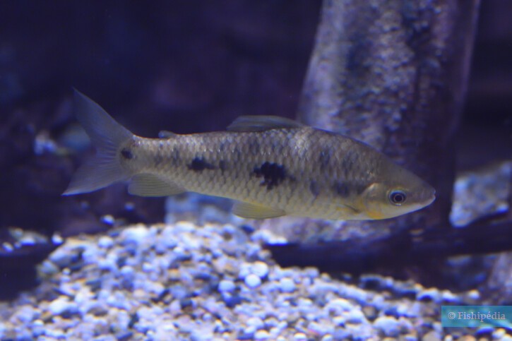 Leporinus friderici