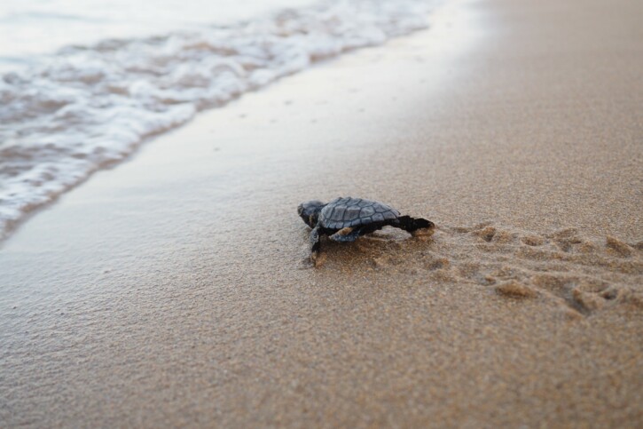 Caretta caretta - loggerhead turtle