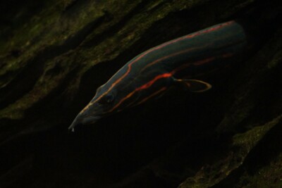 spiny eel Mastacembelidae