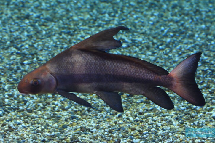 Myxocyprinus asiaticus