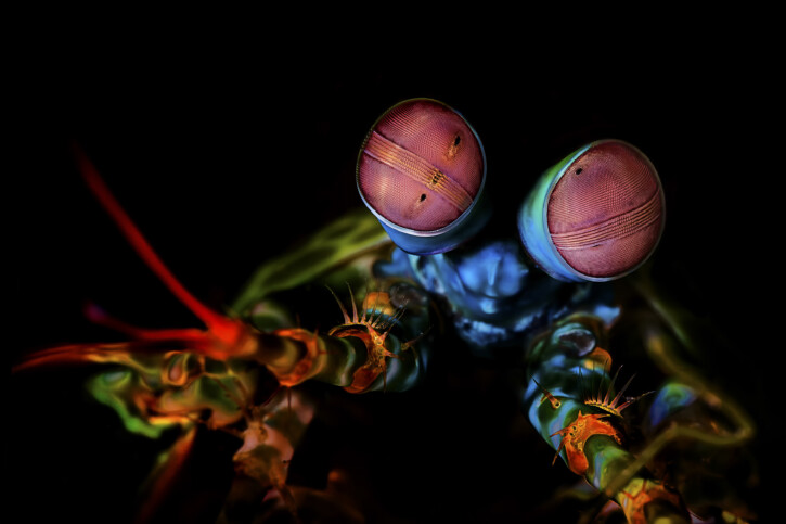 photographie - Beth Watson / Ocean Image Bank