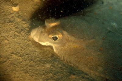 plie commune Pleuronectidae