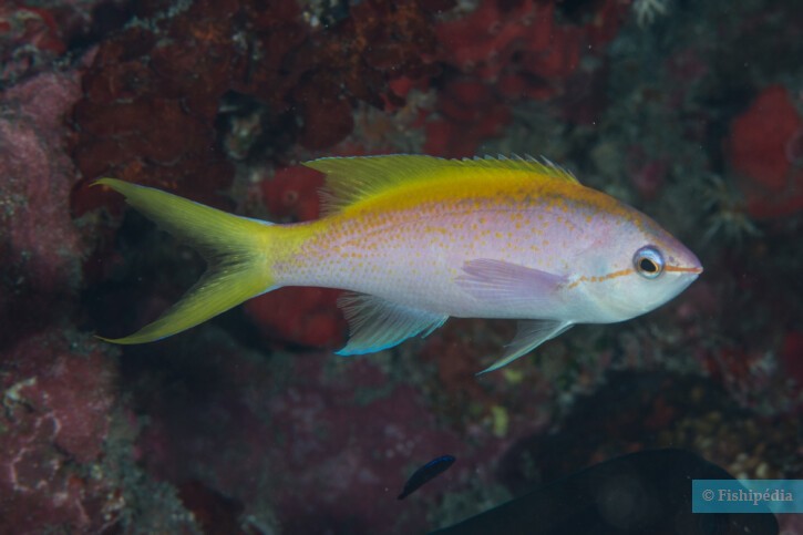 Mirolabrichthys evansi