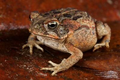 south american cane toad Bufonidae