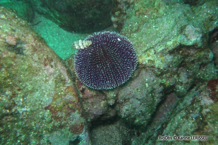 Sphaerechinus granularis - oursin granuleux