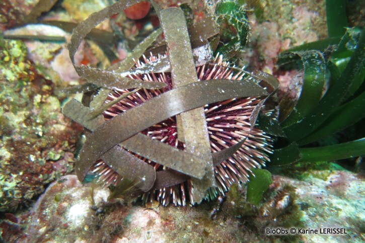 Sphaerechinus granularis - oursin granuleux