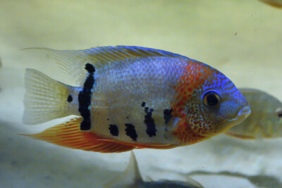 Heros severus Cichlidae