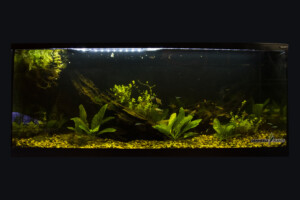 Villaverde - Rio Negro