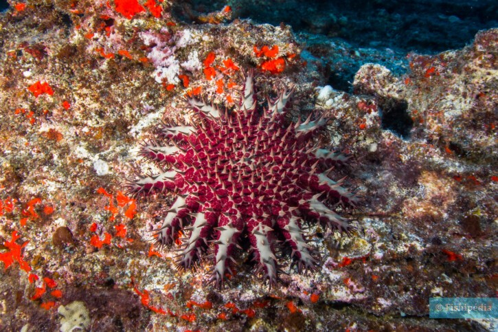 Acanthaster planci