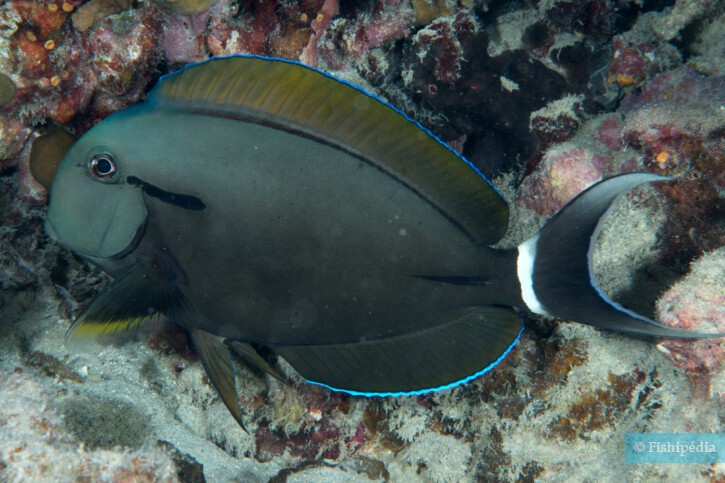 Acanthurus nigricauda