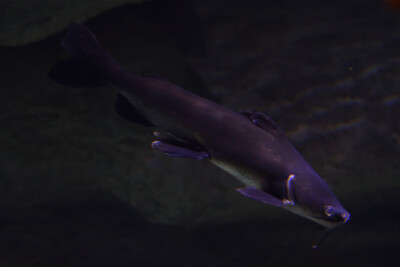 poisson chat de mer Ariidae