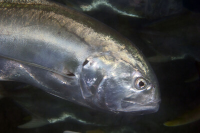 carangue crevalle Carangidae