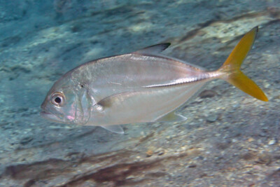 carangue gros-yeux Carangidae
