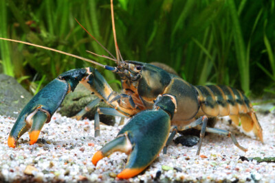 Cherax snowden Parastacidae