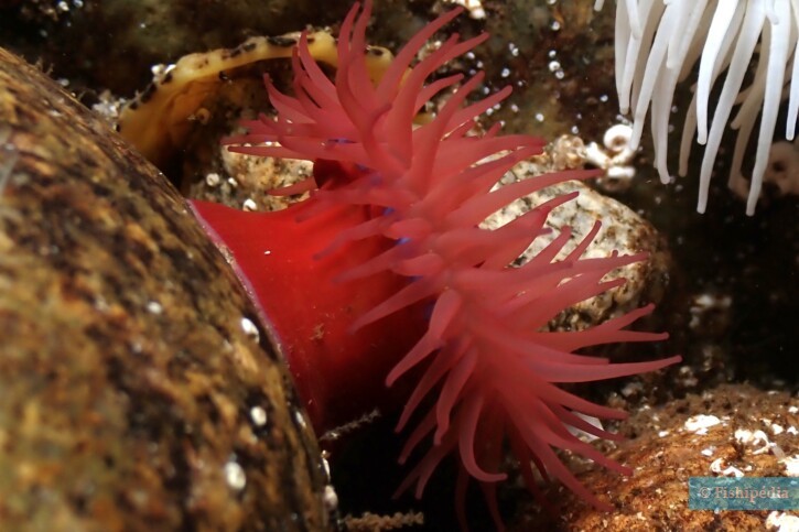 Actinia equina