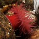picture of Actinia equina