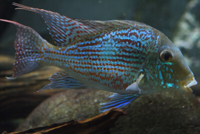 Geophagus sveni Cichlidae