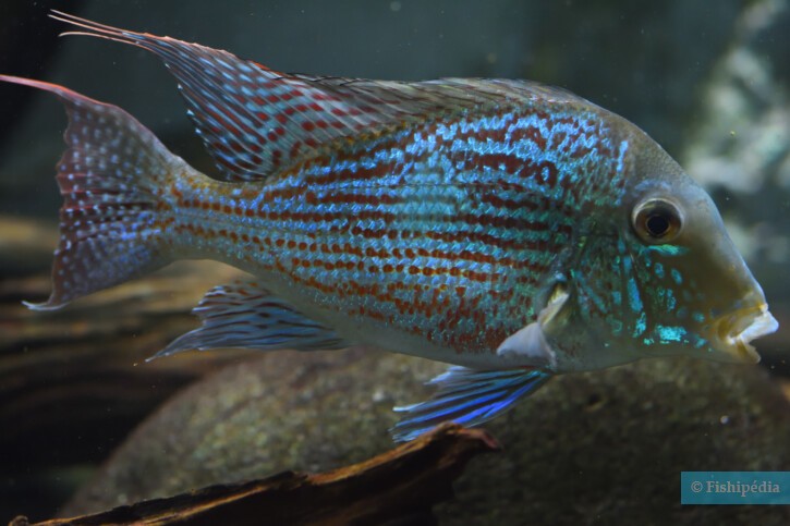 Geophagus sveni