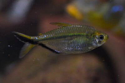 piaba Characidae