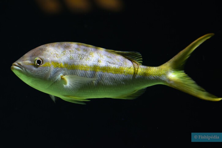 Fish of Florida: Yellowtail Snapper (Ocyurus chrysurus) Species
