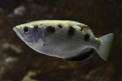 poisson-archer à sept bandes Toxotidae