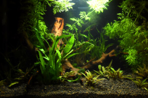 Villaverde - Invertébrés Asie