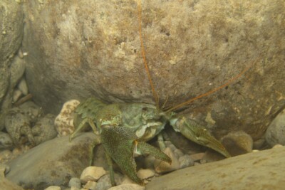 white-clawed crayfish Astacidae