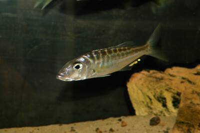 Bathybates ferox Cichlidae