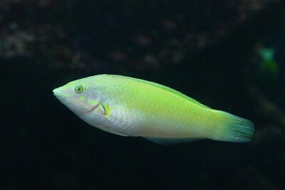 Halichoeres chloropterus Labridae