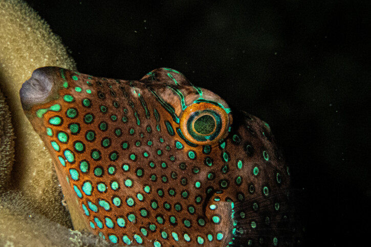 Canthigaster solandri - spotted sharpnose
